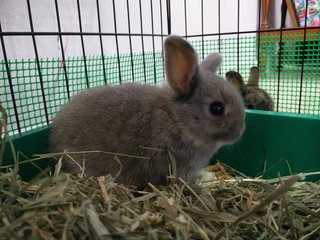 Baby Rabbit - Netherland Dwarf + Holland Lop Rabbit