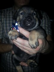 Male Pups - Mixed Breed Dog