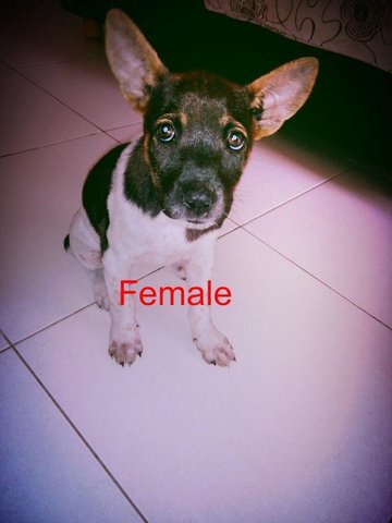 Unique Female Pup - Mixed Breed Dog