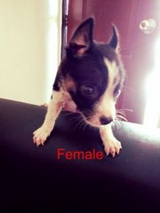 Unique Female Pup - Mixed Breed Dog