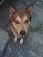 Hachiko - Husky Mix Dog