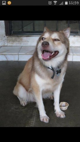 Hachiko - Husky Mix Dog