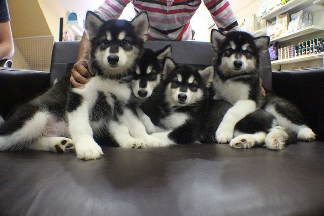 Black White Alaskan Malamute Female - Alaskan Malamute Dog