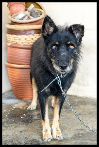 Sky - German Shepherd Dog Mix Dog