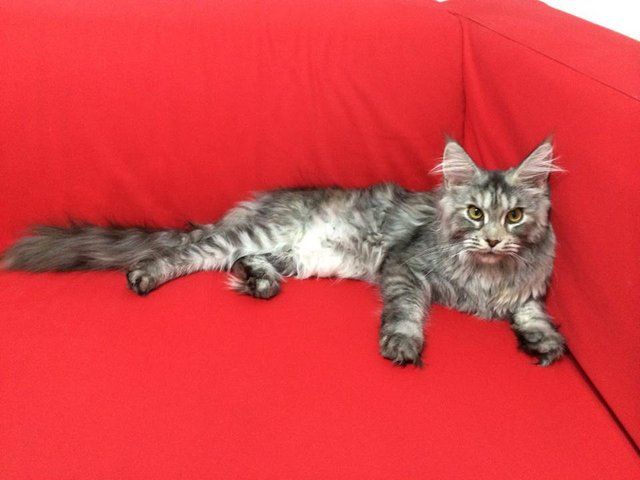 Alwaro Lafortuna Of Rebungcats - Maine Coon Cat