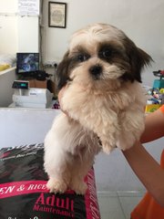 Shizhu - Shih Tzu Dog