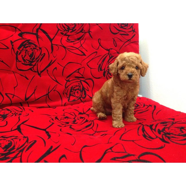 Caramel Toy Poodle - Poodle Dog