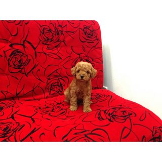 Caramel Toy Poodle - Poodle Dog