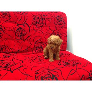 Caramel Toy Poodle - Poodle Dog