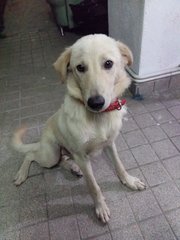 Jacky - Mixed Breed Dog