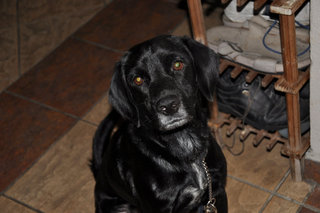 Chester - Cocker Spaniel Mix Dog