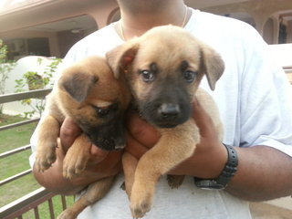 Female Pup 1 In Kulim - Mixed Breed Dog