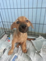 Female Pup 1 In Kulim - Mixed Breed Dog