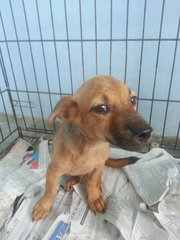 Female Pup 1 In Kulim - Mixed Breed Dog