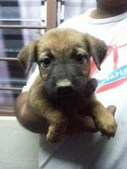 Female Pup 3  In Kulim - Mixed Breed Dog