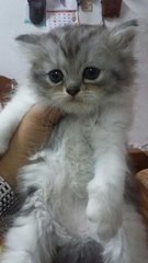 Baby - Persian + Birman Cat