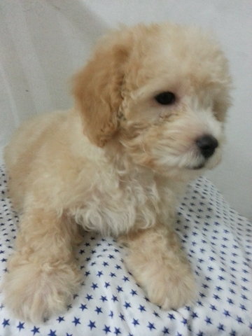 Golden Toy Poodle  - Poodle Dog