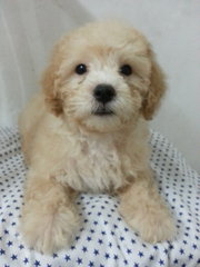 Golden Toy Poodle  - Poodle Dog