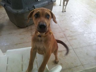 Look at my soulful eyes - I'm begging to be let in the house. Tee hee!