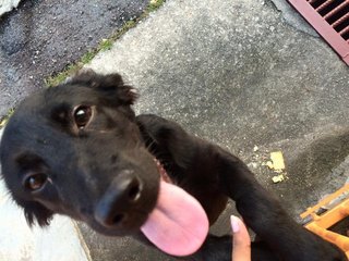 Sammy - Golden Retriever Mix Dog