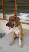 Winner Adopted - Mixed Breed Dog