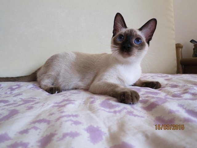 Momo - Siamese + Domestic Short Hair Cat