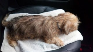 Molly - Shih Tzu + Schnauzer Dog