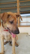 Sri Adopted - Mixed Breed Dog