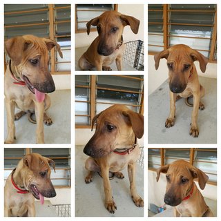 Sri Adopted - Mixed Breed Dog