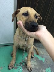 Boy Boy - Mixed Breed Dog