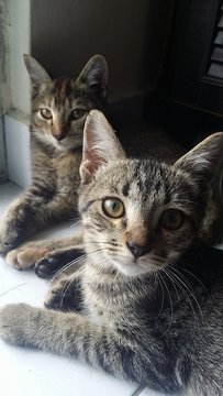 Tam &amp; Ko - Munchkin + Domestic Medium Hair Cat