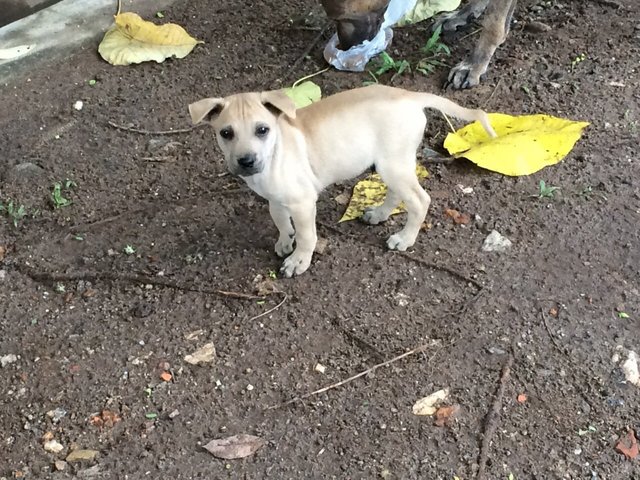 Mercy - Mixed Breed Dog