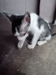 one month old- First day at my house, sunbathing