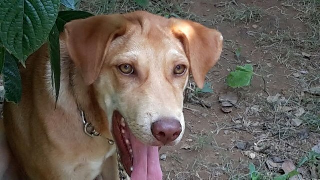 Cleo - Labrador Retriever Mix Dog