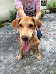 Cleo - Labrador Retriever Mix Dog