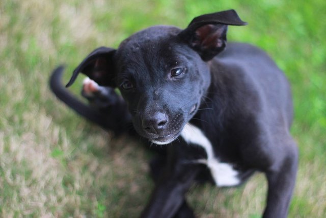 Charlie - Rottweiler Mix Dog