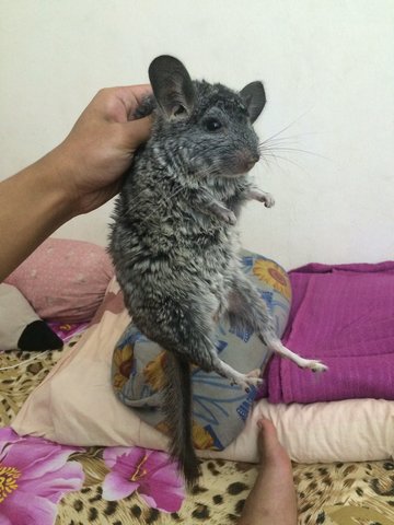 Odey - Chinchilla Small & Furry