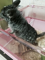 Odey - Chinchilla Small & Furry