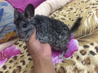 Odey - Chinchilla Small & Furry