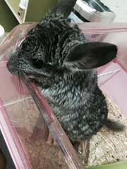 Odey - Chinchilla Small & Furry