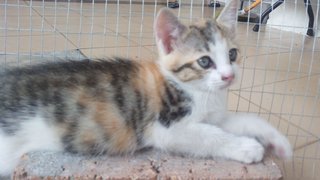 female. 3 colors (brown white black)