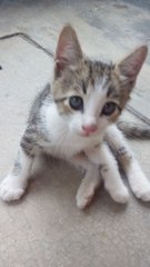 4 Kittens  - Tabby Cat