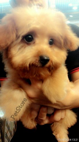 Toy Poodle - Poodle Dog