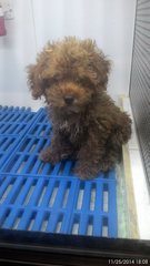 Toy Poodle - Poodle Dog