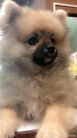 Pomeranian - Pomeranian Dog