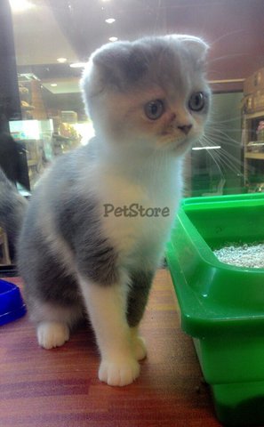 Imported Scottish Fold Shorthair - Scottish Fold Cat