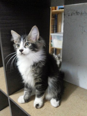 Tam - Norwegian Forest Cat + Persian Cat