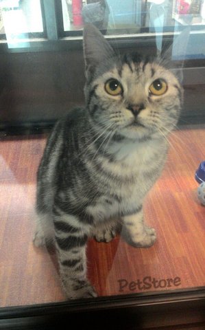 Imported American Shorthair - American Shorthair Cat