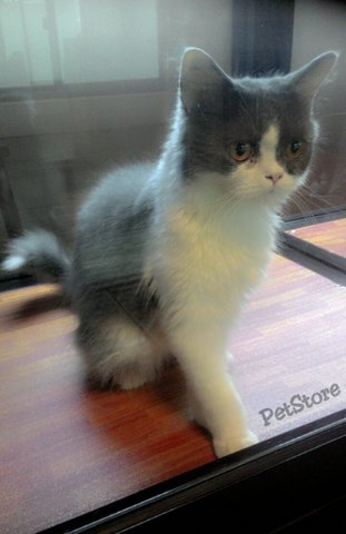 Imported Persian - Persian Cat