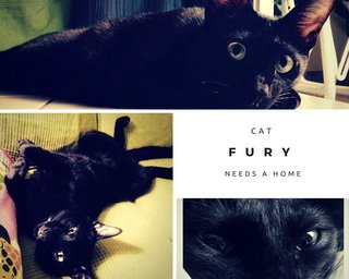 Fury The Toothless - Domestic Short Hair Cat